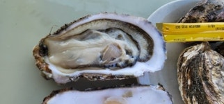 삼배체 개체굴 3kg : 경민수산