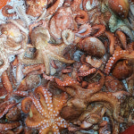 통수산 통영 산지직송 돌문어1kg~ 제철 자연산 남해안 활문어 : 통 수산