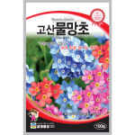 혼합 물망초 씨앗 꽃씨 꽃씨앗 종자 꽃 야생화 100알 : 가람원