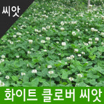 화이트 클로버 씨앗 1kg - 초생재배용 씨앗 크로버 : 한농마트