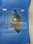 중고 르노삼성 뉴SM3(L38) 조수석 라이트 일반 5P 블랙베젤  (260105633R) (09년~14년) 전조등 헤드램프 : 범모터스