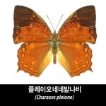 플레이오네네발나비표본-Charaxes pleione : BABURMART바부르마트