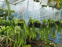 아리랑플랜트 석송 행잉식물 리코포디움 공중식물 공기정화식물 플랜테리어 에어플랜트 라이코포디움 플레그마리아 스퀘어로사 : 아리랑플랜트