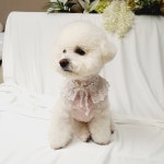 강아지케이프 진주꽃레이스케이프 목도리 스카프 고양이케이프 : 퍼피앤맘