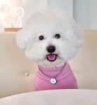 동물친구들 써지컬목걸이  강아지목걸이 애견인식표 : 도다미펫