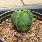 난봉옥 (Astrophytum myriostigma) 가시없는 선인장 반려식물 : 머치고개정원