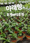 야래향-5개or10개/밤에만 향기를 풍기는 꽃 : 꽃나라엘리스