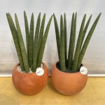 루아데코 퀵배송 스투키 키우기엄청쉬운식물 사무실오픈축하화분 병원개업축하리본문구 약국개업화분 분당판교구로가산디지털단지미금수내정... 