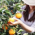 제주 천혜향 레드향 설국향(수라향 신비향 아스미) 가정선물용 5kg 10kg 농장직송 : 쩡아네감귤밭