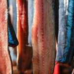 포항 구룡포 햇과메기 완전손질 반손질 과메기 : 열정농부