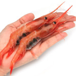 -60도 국산 단새우(대) 1kg 단새우회 오마카세 : 새우몰