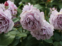 독일장미.4계.노발리스.예쁜라벤다블루색.블루보라색.old rose 향기.꽃10cm.아주예뻐요.정원장미.월동가능.상태굿.늦가을까지 피고 합니다.... 