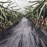 농업용 잡초 제초 매트 농장 지향 장벽 플라스틱 온실 생태 통제 과수원 블랙 정원 안티 : 앙그랑