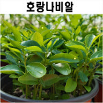 호랑나비알 화분 (단순관찰용) : 생물농장