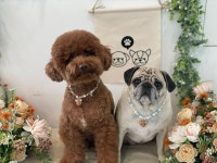 곰돌이 보석진주 애견 강아지 고양이 인식표 각인 목걸이 : 도다미펫