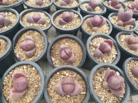 [수암다육] 자제옥 랜덤발송 Pleiospilos nelii Rubra 다육 다육이 다육식물 반려식물 국민다육 310 : 수암다육농장
