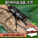 홍다리 사슴벌레 수컷 암컷 대형 특대형 성충 키우기 곤충 농장 사육 사육세트 : 황굼