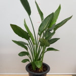 [해피그린 화원] 고혹적인 선을 자랑하는 꽃피는 극락조 구종 세포기 439 화원 농원 : 해피행운 화원