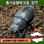 톱사슴벌레 성충 암컷 키우기 애완 곤충 분양 사육세트 번식세트 : 황굼