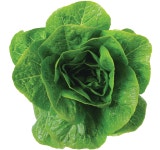 유럽상추씨앗 종자 큐오레 로메인상추씨 100립 : 씨앗의모든것