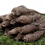 국내산 100% 후금이네 더덕 참더덕 1kg 특대 8-12뿌리내외 : 진생마트