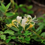 인동꽃 [문자로 재고 확인 후 주문요망] : 향기가 머무는 곳