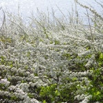 조팝나무 [문자로 재고 확인 후 주문요망] : 향기가 머무는 곳