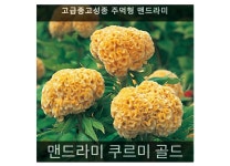 맨드라미 쿠르미 골드 20립/가정용법면녹화/아파트화단/꽃이 계속피는 씨앗/식용꽃씨판매 : 사이버가든