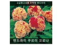 맨드라미 쿠르미 코로나 20립/가정용법면녹화/아파트화단/법면녹화용/도로조경용꽃씨/식용꽃씨/씨앗판매 : 사이버가든