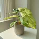 필로덴드론 파라이소베르디 Philodendron Paraiso Verde : 82plant