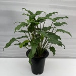 짙은 녹색의 광택도는 잎 필로덴드론 제나두 셀렘 키우기쉬운 실내공기정화식물 인테리어 : 다은꽃농원