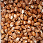 먹이용 달팽이 / 파충류먹이 / 슬러그이터 / 곤충용먹이 : 복동이네달팽이농장