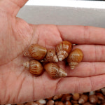 먹이용 달팽이 / 파충류먹이 / 슬러그이터 / 곤충용먹이 : 복동이네달팽이농장