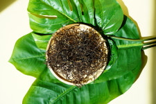 제주 건고사리 순비빈 말린고사리 : 조끄띠