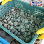 백상합 1kg 내외 백합 생합 상합 구이용조개 칼국수조개 : 동부수산