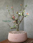 [단품] 일월성 명자나무 명자매화, 매화나무 이태리토분 : Forest Floor