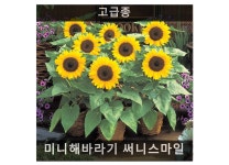 미니해바라기 써니스마일 10립/가정용법면녹화/아파트화단/도로조경용꽃씨/키작은꽃식물/식용꽃씨/씨앗판매 : 사이버가든