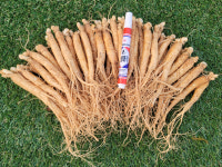 금산수삼 인삼 꿀절임 인삼즙 삼계탕용 시장 26-35개 : 금산수삼센터34호