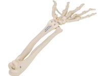 요골 척골이 있는 느슨한 손모형 A40/3 : 아이엠텍스토어