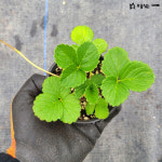 [모종심는아빠] 사계딸기 모종 쏘라야 하얀꽃 : 모종심는아빠