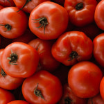 [모종가게] 일반토마토 모종(2포트) : 모종