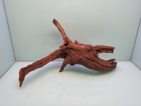 맹그로브유목 204 : 주현아쿠아