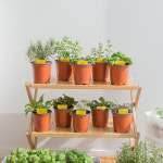 로즈마리 허브 키우기 화분 식용 허브 농장 잎 모종 식물 종류 : 피플랜트