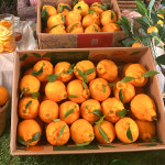 특A급 명품 프리미엄 써니트 제주 한라봉 5kg : 메리골드SHOP