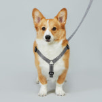 나트리스 강아지 하네스 S 가슴줄 소형견 H형 : 나트리스