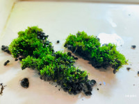 벨벳모스 (20잎) 쉬운 수초 초보용 수초 모스 음성 수초 레어 수초 인기 수초 추천 수초 더플랜츠맵 : 더 플랜츠맵