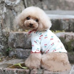 강아지터틀넥 강아지체리옷 애견 웰시코기옷 : 제이나인스타