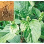 (성실L)우슬종근 20개 : 성실원예