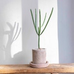 연필선인장 빈티지토분 선인장 청산호 다육식물 : 오브제그린