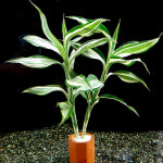 산드리아 1포트 : 365수족관